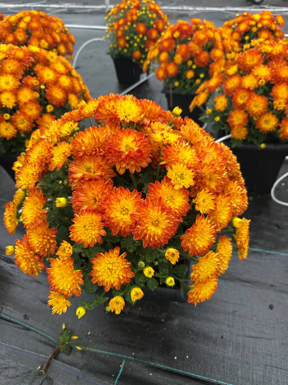 Orange potted mums at Royal Gardens
