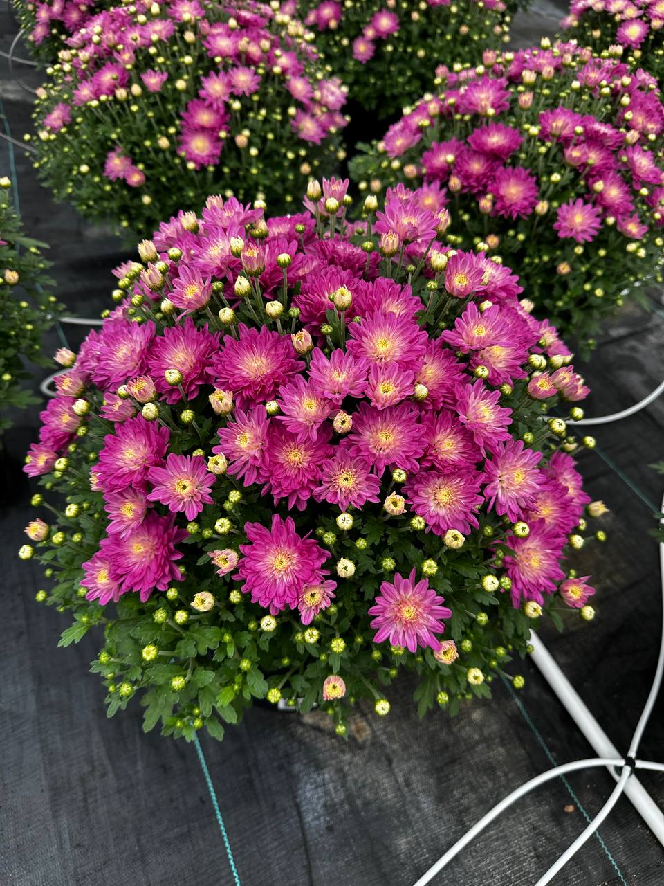 Purple potted mums at Royal Gardens