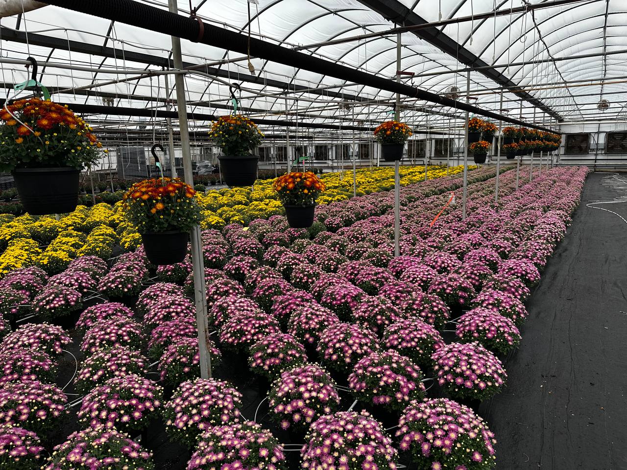 Rows of mums growing inside the Royal Gardens greenhouse in Penobsquis